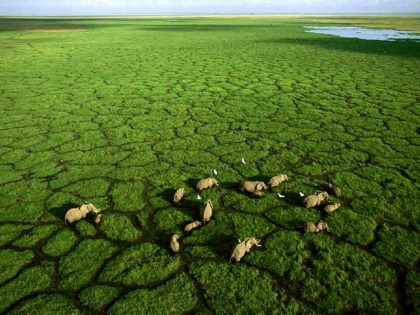 Africa Aerial Survey