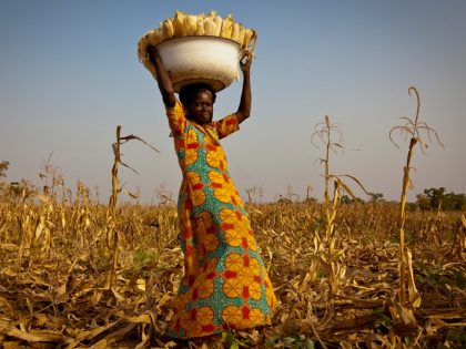 Maize Harvest in Duko Village, near Tamale, Northern Region of Ghana