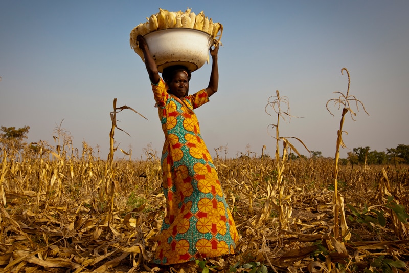 Maize Harvest in Duko Village, near Tamale, Northern Region of Ghana