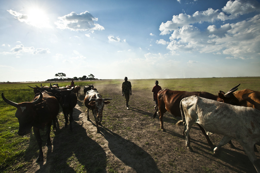 Zambia, Barotse Floodplain - November 2012.   Photograph by Felix Clay.