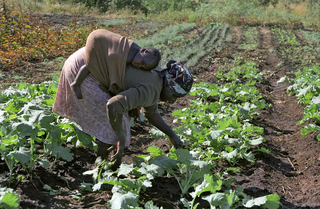 Zimbabwe - Background