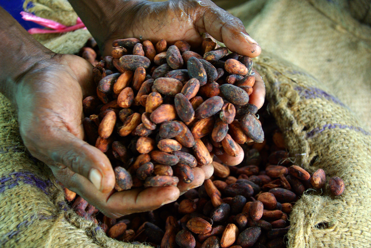 Cocoa farmer David Kebu Jnr holding the finished product, dried cocoa beans ready for export.