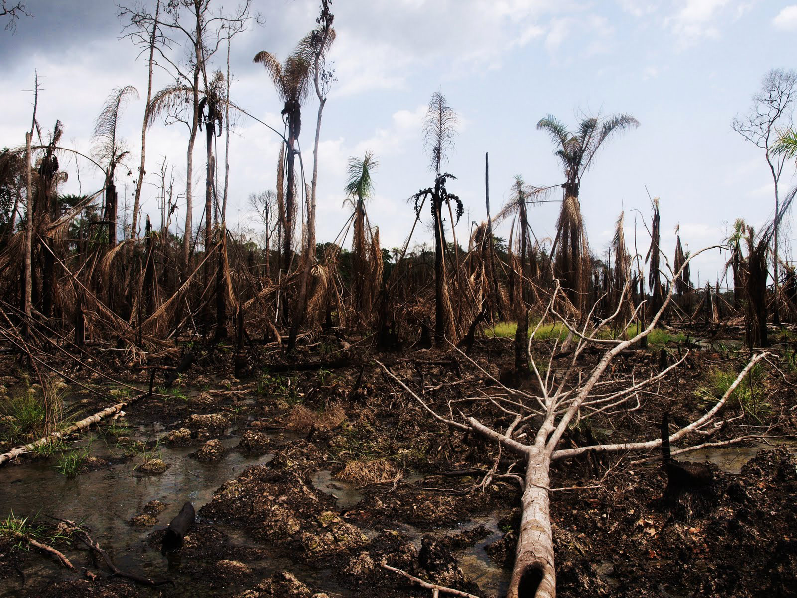 Niger Delta oil environmental disaster