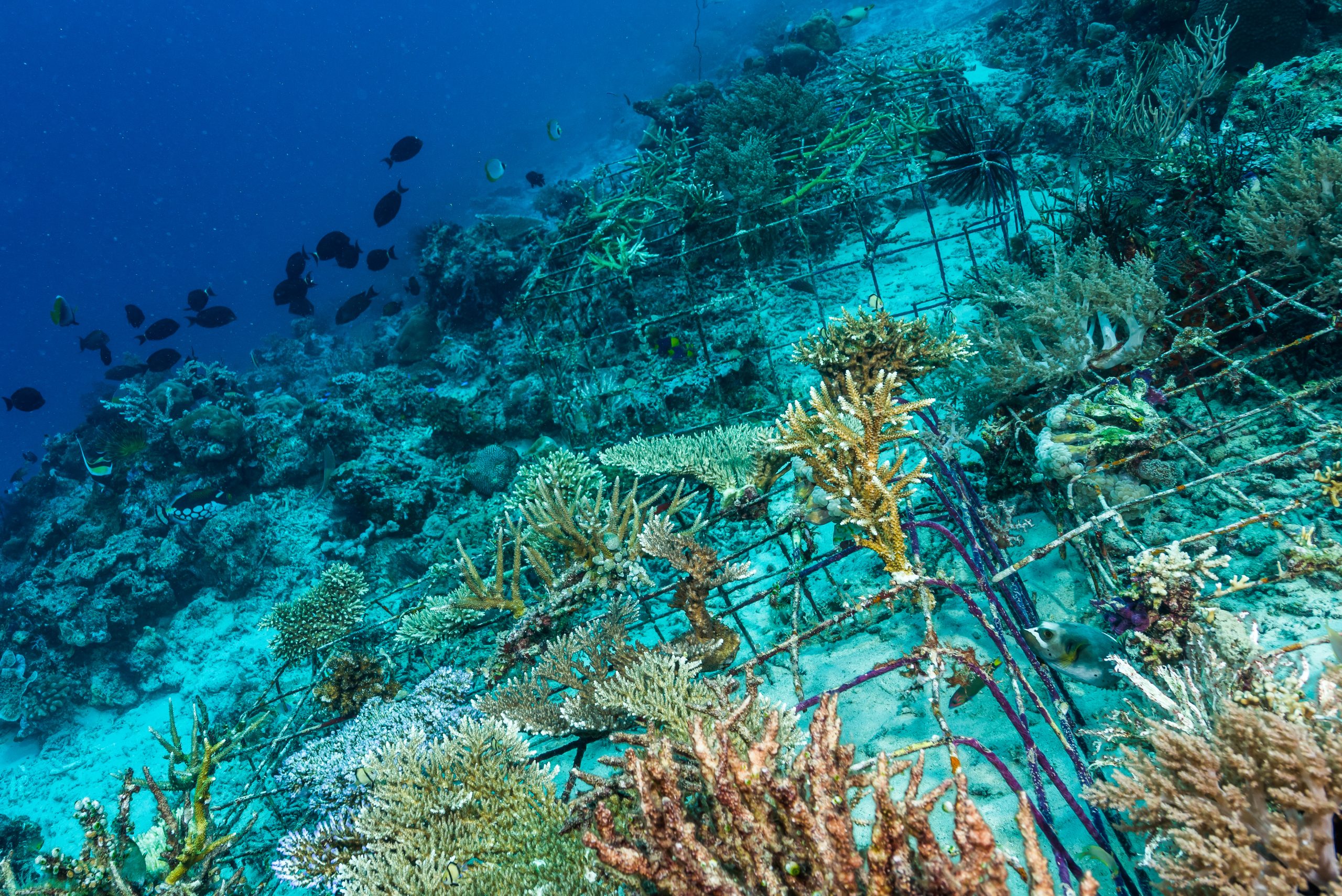 Man-made,Artificial,Reef,With,Metal,Struture,And,Concrete,To,Help