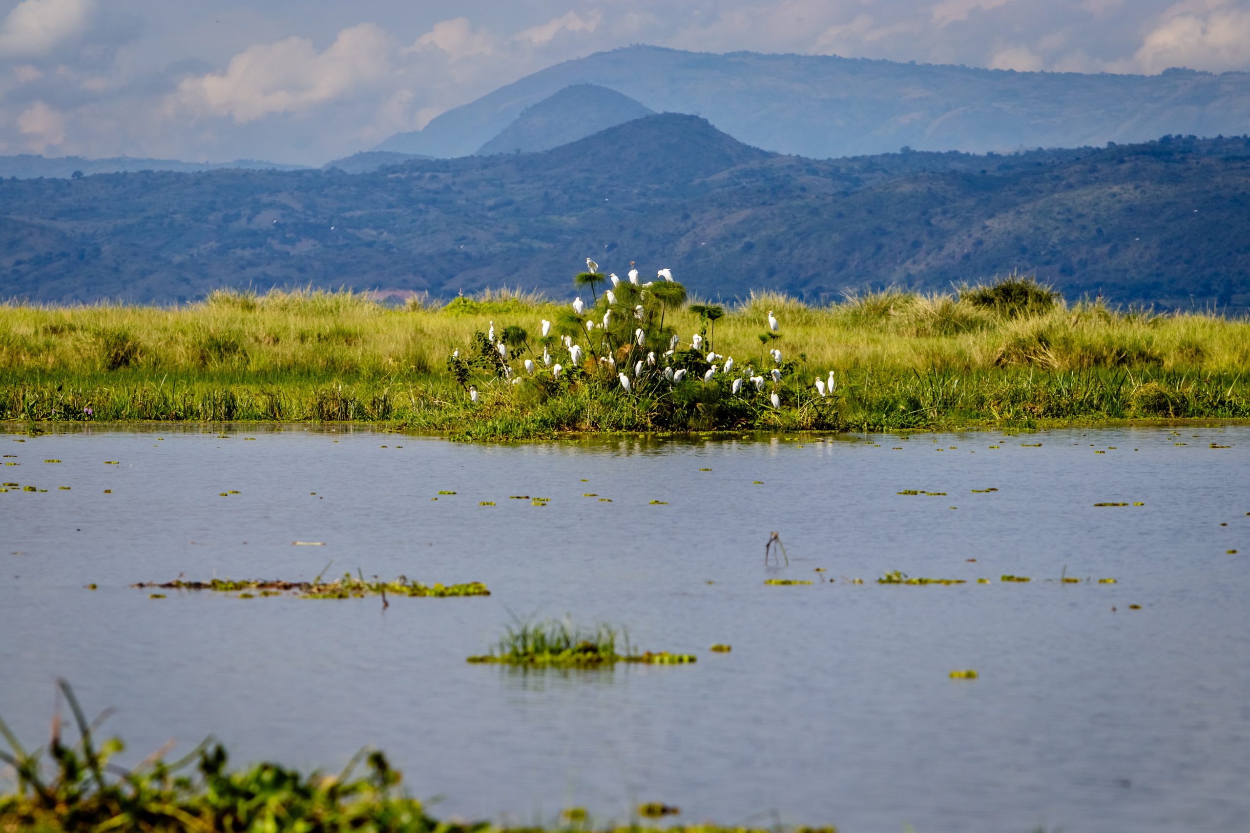 A,Large,Group,Of,Cattle,Egret,Sitting,On,A,Bush