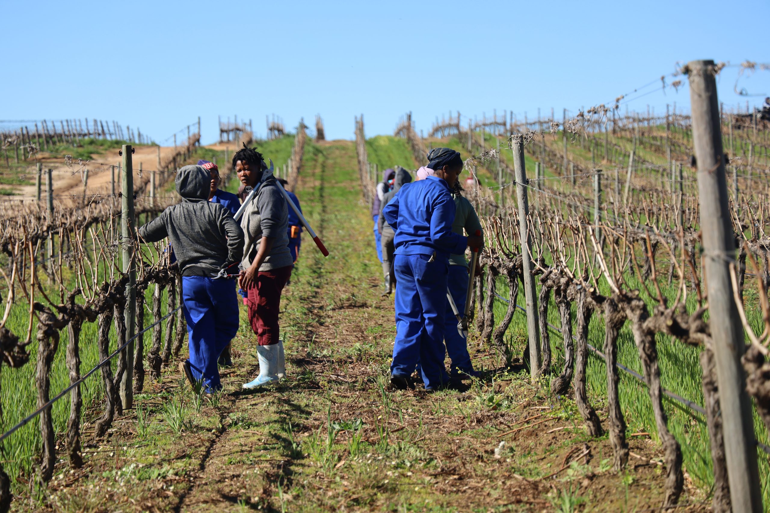 Cape,Town,,South,Africa,-,September,2021:,Female,Farm,Workers