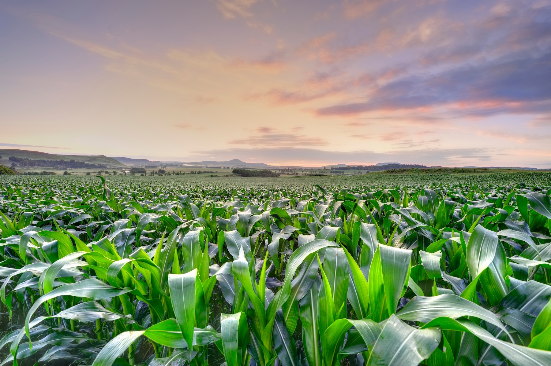 Robust,Maize,Plants,.,Fields,Of,Young,Maize,(corn),Planted