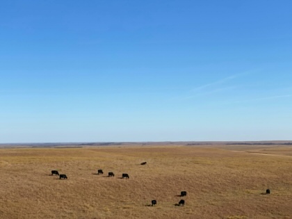 Kansas prairieland with cows.