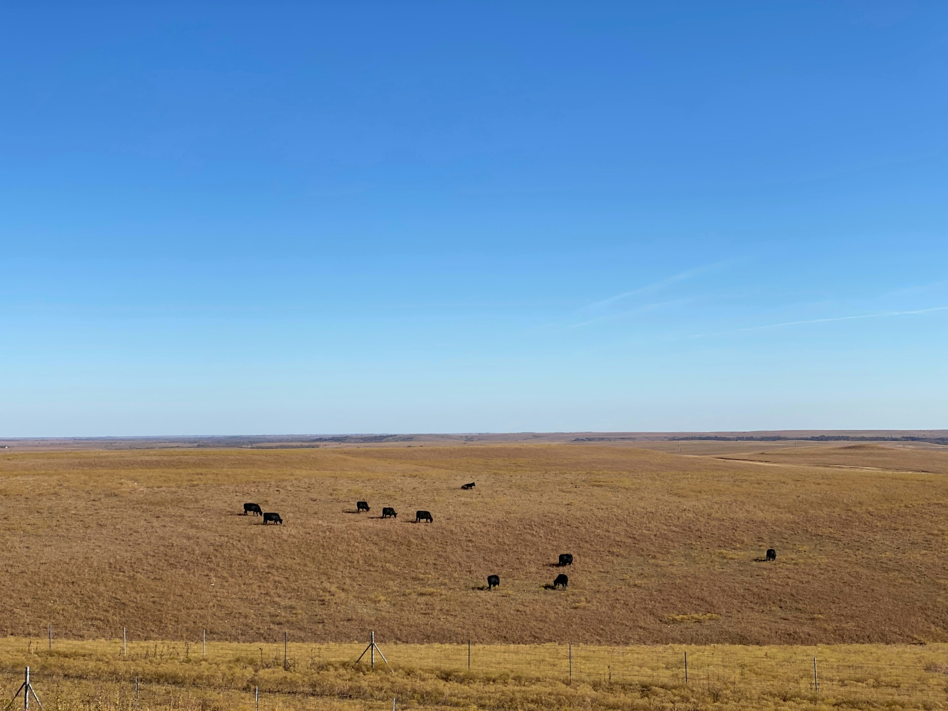 Kansas prairieland with cows.