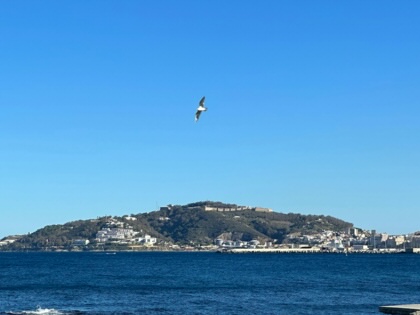 Ceuta seen across the Strait of Gibraltar, with the city's hillside skyline and waterfront beneath a clear blue sky as a seagull flies overhead.