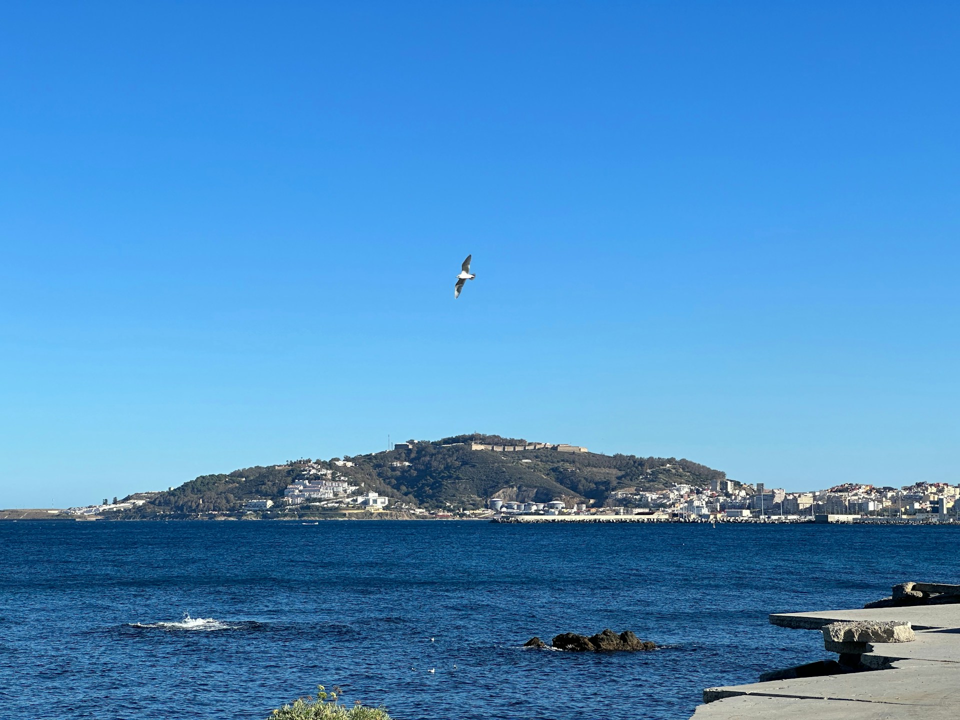 Ceuta seen across the Strait of Gibraltar, with the city's hillside skyline and waterfront beneath a clear blue sky as a seagull flies overhead.